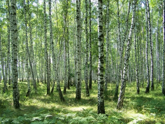 Польза леса